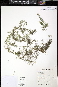 Ceratophyllum demersum image