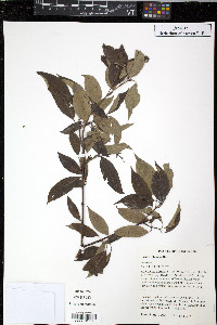 Cornus obliqua image