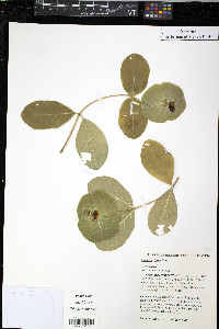 Lonicera flava image