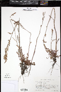 Rumex hastatulus image