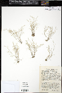 Sagina decumbens image