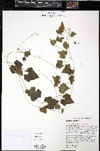 Melothria pendula image