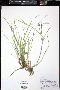 Carex elliottii image