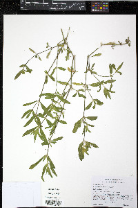 Alternanthera sessilis image