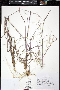 Andropogon virginicus var. virginicus image