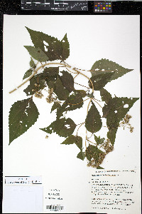 Eupatorium luciae-brauniae image