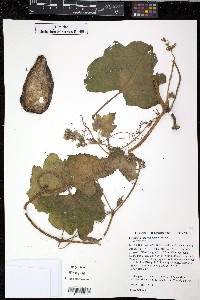 Cucurbita argyrosperma image