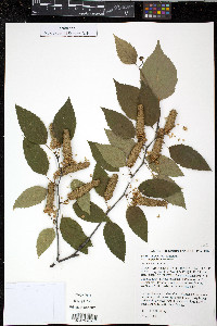 Betula papyrifera var. papyrifera image