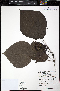 Catalpa ovata image