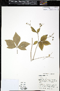 Sanicula trifoliata image