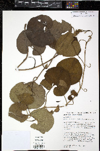 Aristolochia fimbriata image