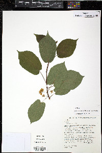 Actinidia kolomikta image