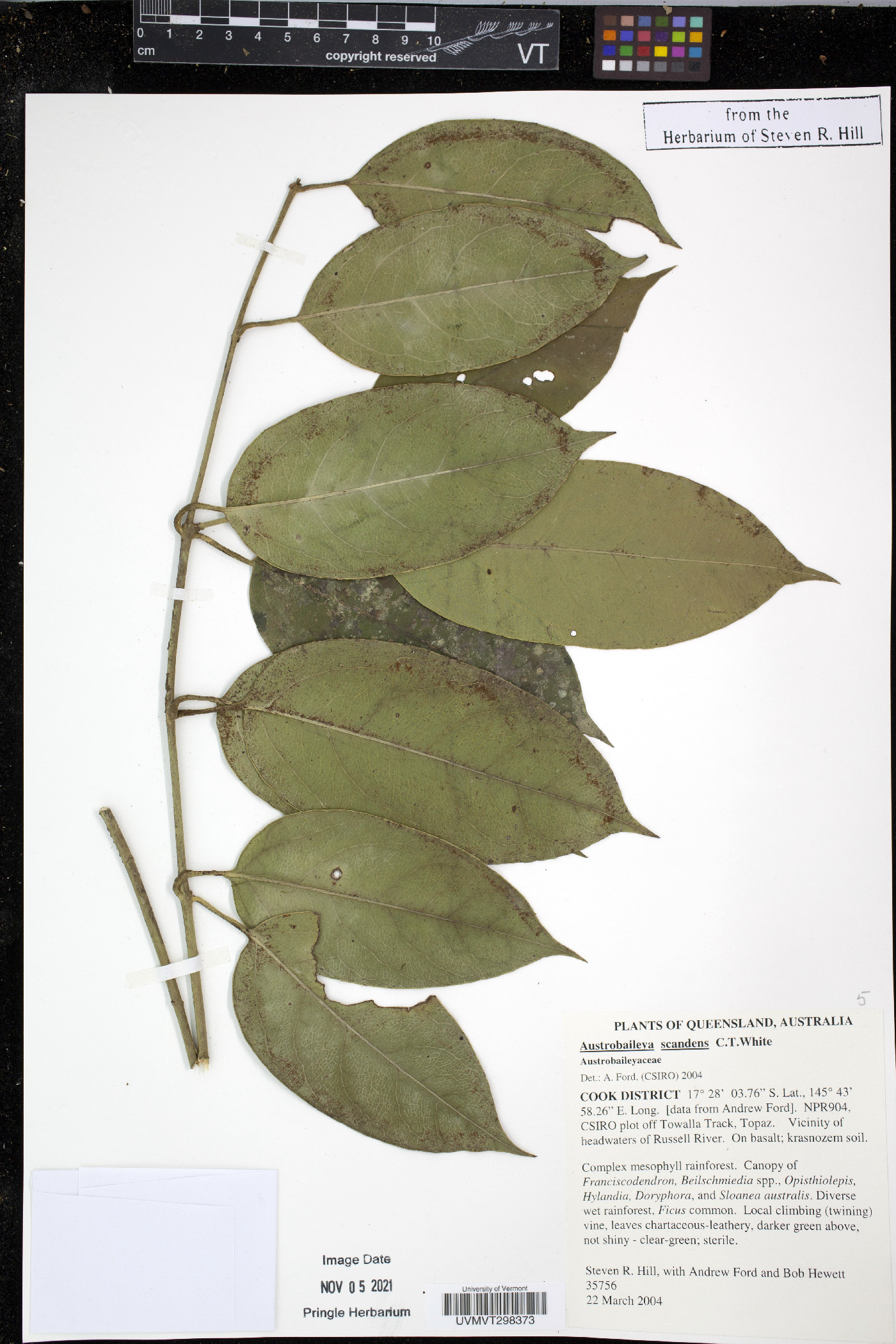 Austrobaileya scandens image