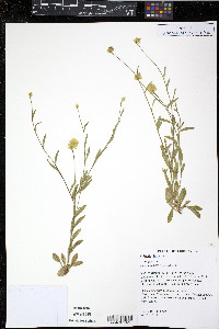 Polygala lutea image