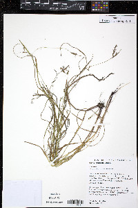 Scleria reticularis image