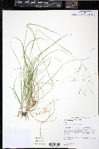 Poa autumnalis image