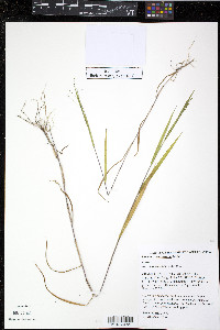 Kellochloa verrucosa image