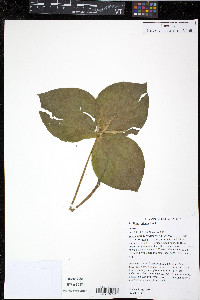 Trillium luteum image