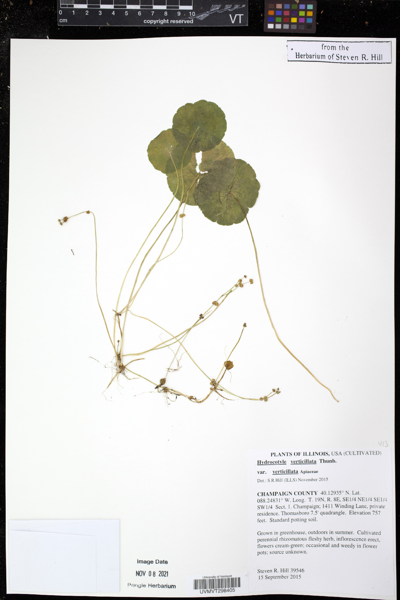 Hydrocotyle verticillata var. verticillata image