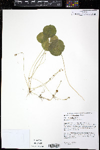 Hydrocotyle verticillata var. verticillata image