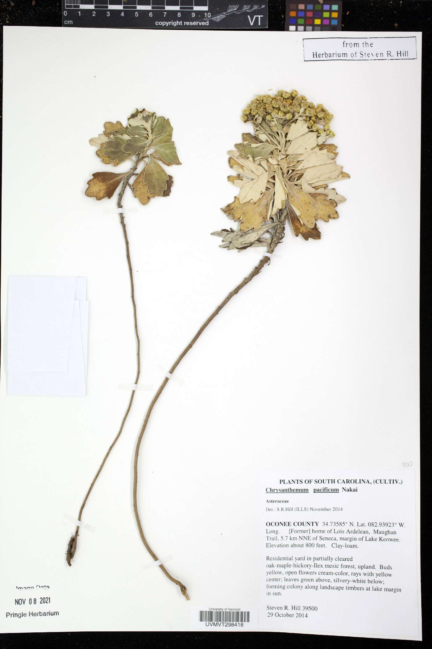 Chrysanthemum pacificum image