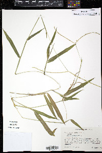 Paspalum conjugatum image