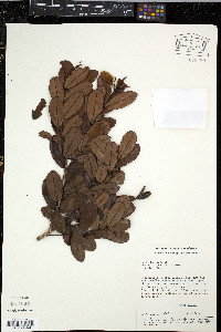 Image of Ruizterania retusa