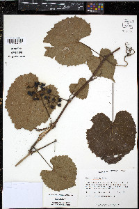 Vitis vulpina image