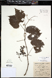 Vitis vulpina image