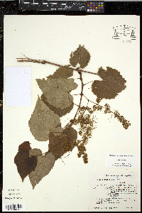 Vitis vulpina image