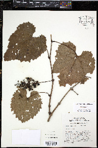 Vitis vulpina image