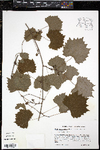 Vitis rotundifolia image