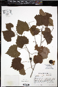 Vitis rotundifolia image