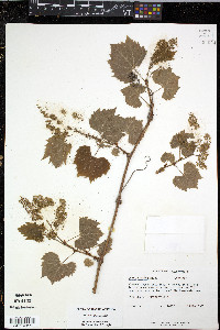 Vitis riparia image