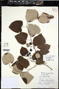 Vitis mustangensis image