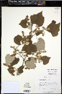 Vitis mustangensis image