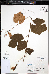 Vitis labrusca image