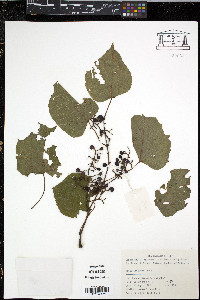 Vitis flexuosa image