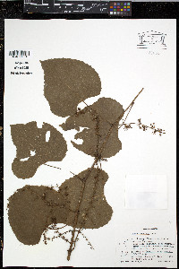 Vitis flexuosa image