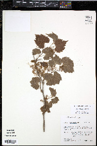 Vitis acerifolia image