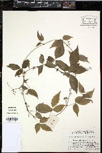 Tetrastigma hemsleyanum image