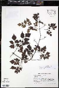 Nekemias arborea image