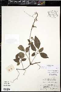 Causonis japonica image