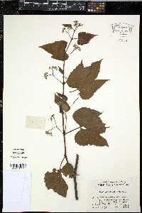 Ampelopsis humulifolia image