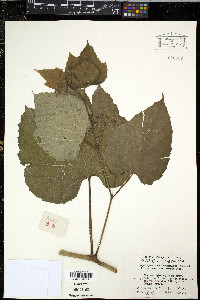 Ampelopsis heterophylla image