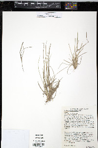 Panicum depauperatum image