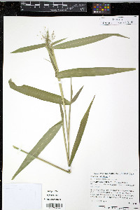 Panicum latifolium image