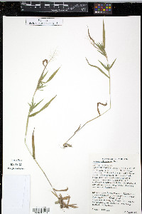 Panicum villosissimum image