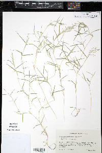 Eragrostis hypnoides image