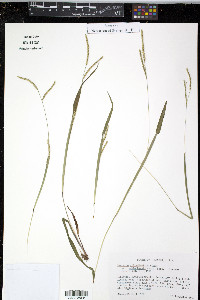 Paspalum setaceum var. muhlenbergii image